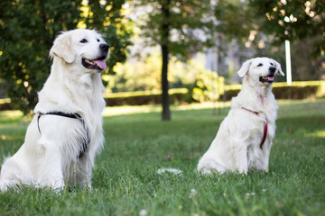 Portrait of two cute smiling golden retriever dogs in the public park. Spring, summer, outdoors. Sitting and waiting in the public park