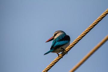 Mangove Kingfisher on a powerline