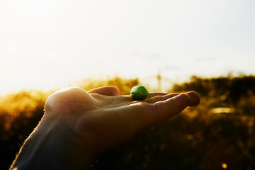 Green olive on human hand with sunlight in the background