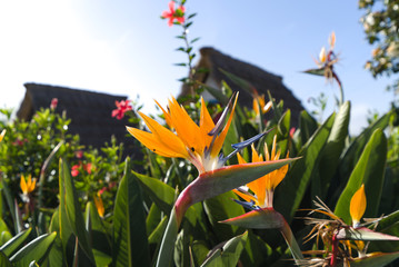 Fototapeta na wymiar Colorful flower Bird of paradise (Strelitzia Reginae) in santana madeira, background picture