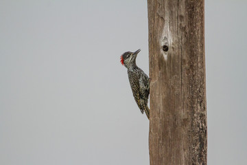 Cardinal Woodpecker on a powerline