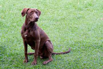 Young weimaraner-Labrador mixed breed young dog sitting on green grass