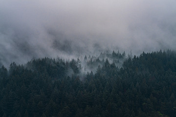 A beautiful view of the misty pacific northwest's forrest covered mountain range