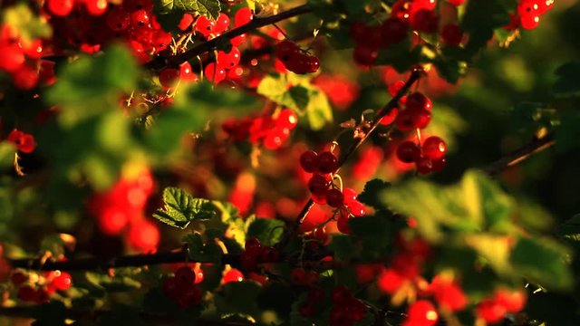currants strach