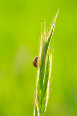 Beautiful ladybug on leaf defocused background