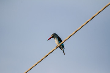 Mangrove Kingfisher sitting on a powerline