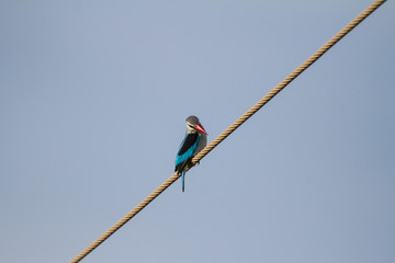 Mangrove Kingfisher sitting on a powerline