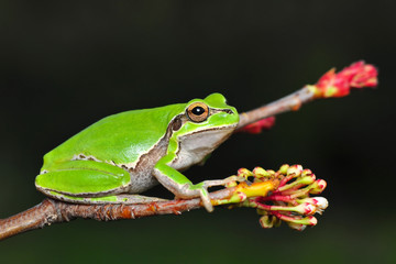 Beautiful Europaean Tree frog Hyla arborea - Stock Image