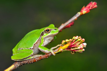 Obraz premium Beautiful Europaean Tree frog Hyla arborea - Stock Image