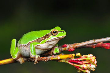 Beautiful Europaean Tree frog Hyla arborea - Stock Image