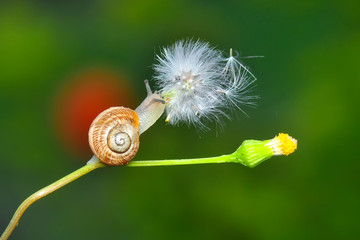Close up  beautiful Snail in the garden