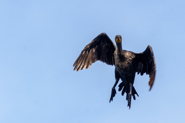 Double-crested Cormorant making short hop