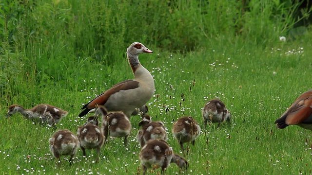 wild goose family on meadow