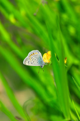 Closeup beautiful butterfly sitting on the flower.