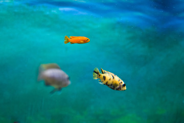 Aquarium fish in motion. Soft focus, blurred background.