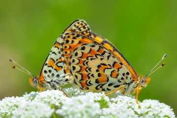 Closeup beautiful butterfly sitting on the flower.