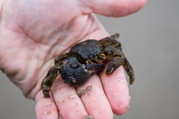 Crab in hand 