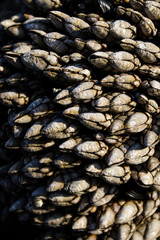 Gooseneck Barnacles
