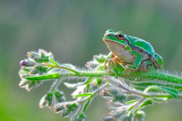 Beautiful Europaean Tree frog Hyla arborea - Stock Image