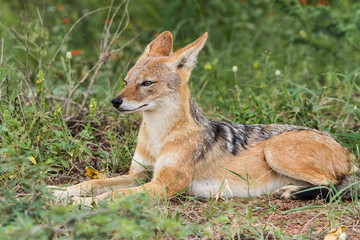 Black-Backed Jackal relaxing in the sun