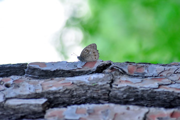 Closeup beautiful butterfly sitting on the flower.