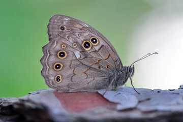 Closeup beautiful butterfly sitting on the flower.