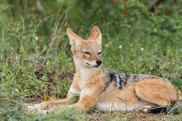 Black-Backed Jackal relaxing in the sun