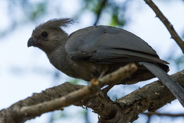 Common Go-Away Bird on a tree