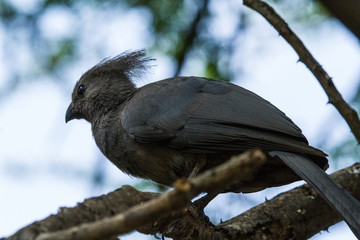 Common Go-Away Bird on a tree