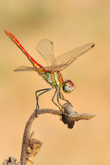 Macro shots, Beautiful nature scene dragonfly. 