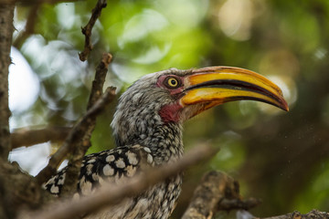 Yellow-Billed Hornbill