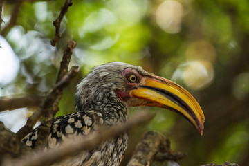 Yellow-Billed Hornbill