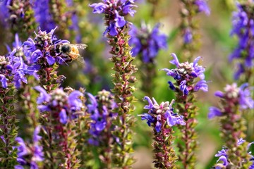 Bee on lavender flowers