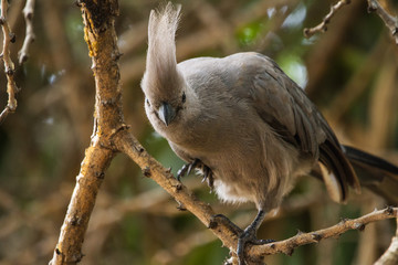 Common Go-Away Bird on a tree