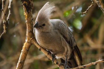 Common Go-Away Bird on a tree