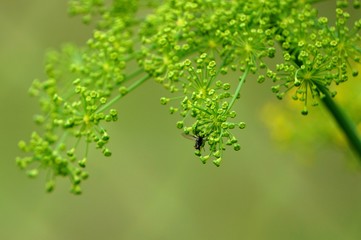 Bug on plant