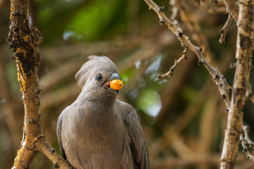 Common Go-Away Bird on a tree
