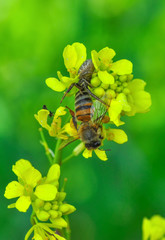 Crab spider feasting on bee. Macro photo