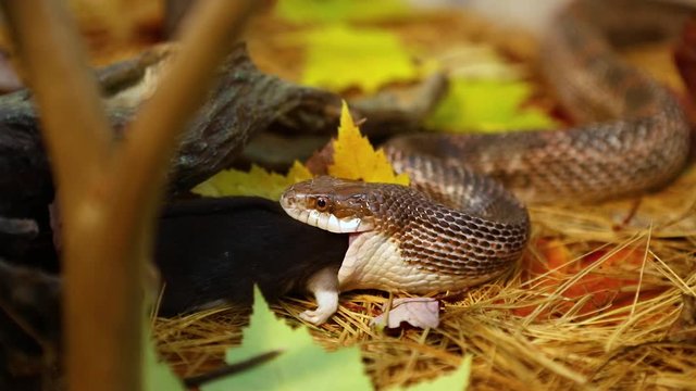 Selective focus closeup of pet serpent feeding time in foliage filled terrarium, snake swallowing dead brown and white rat over pine needles