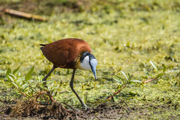 African Jacana on a lake