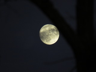 Mond mit unscharfem Baum im Vordergrund © Thomas