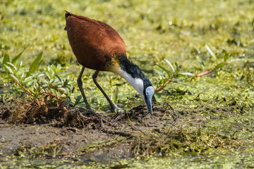 African Jacana on a lake