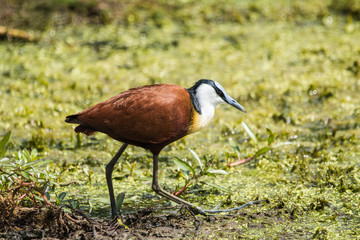 African Jacana on a lake