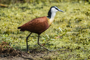 African Jacana on a lake
