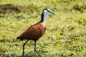 African Jacana on a lake