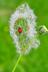 Beautiful Ladybug on dandelion defocused background