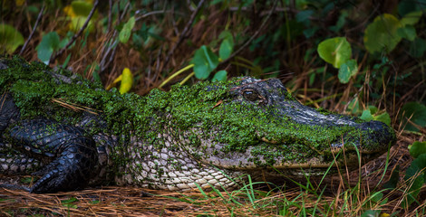 Bulls Island Gator