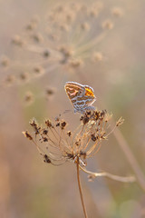 Closeup beautiful butterfly sitting on the flower.