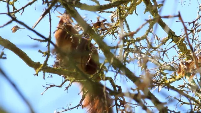 squirrel on tree eathing a nut