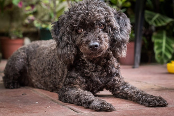 Perra caniche toy mira a camara con sus orejas grandes sentado en el piso